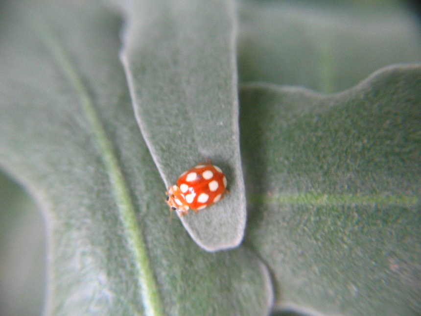 coccinellide arancio a macchie buanche